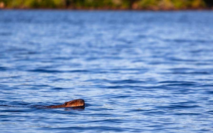 A beaver swims through blue lake water